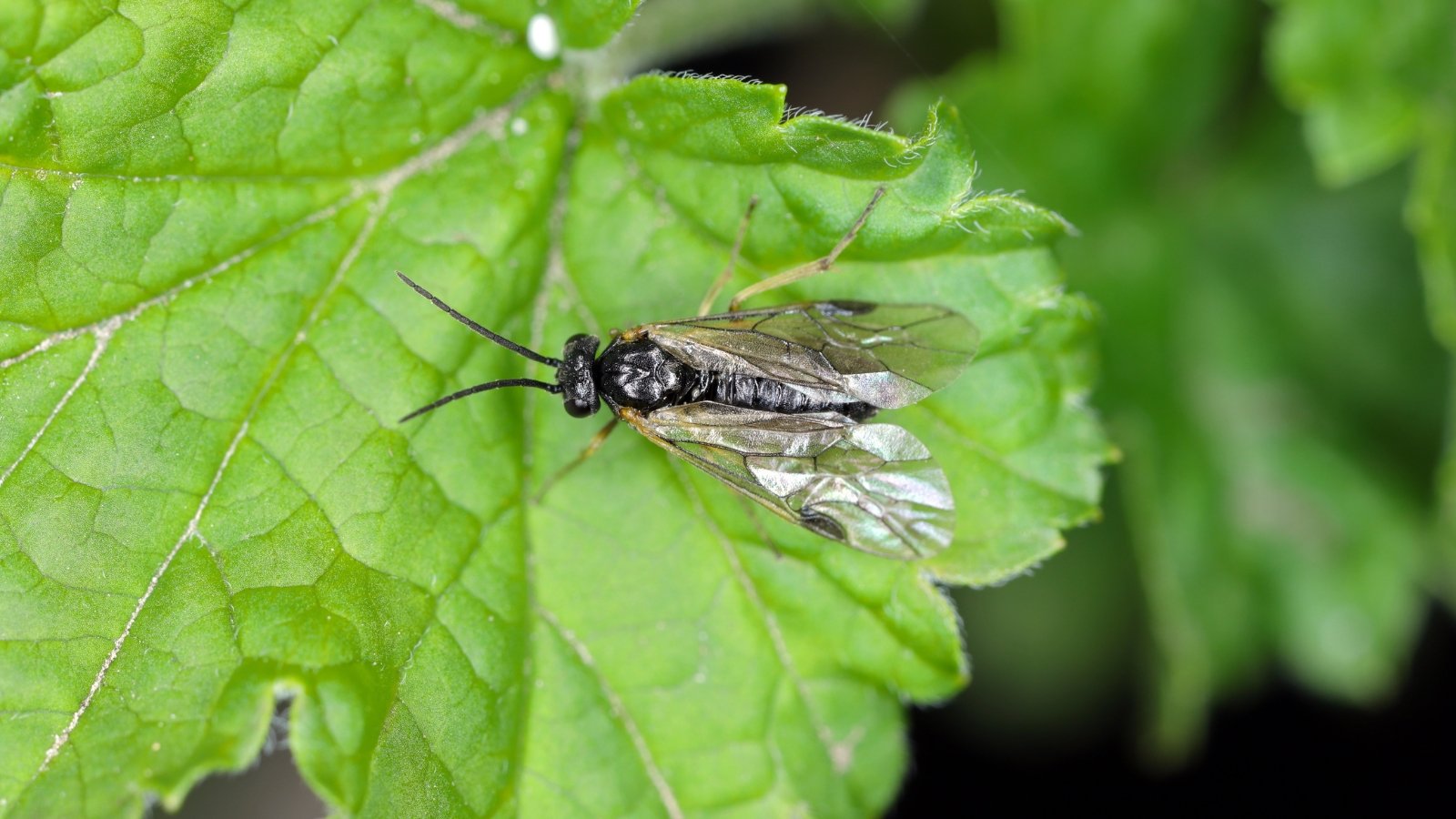 How to Identify and Manage These Garden Pests