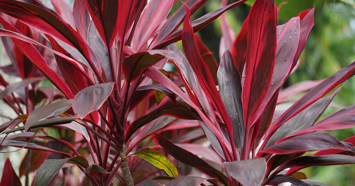 15 of the Best Cordyline (Ti Plant) Varieties