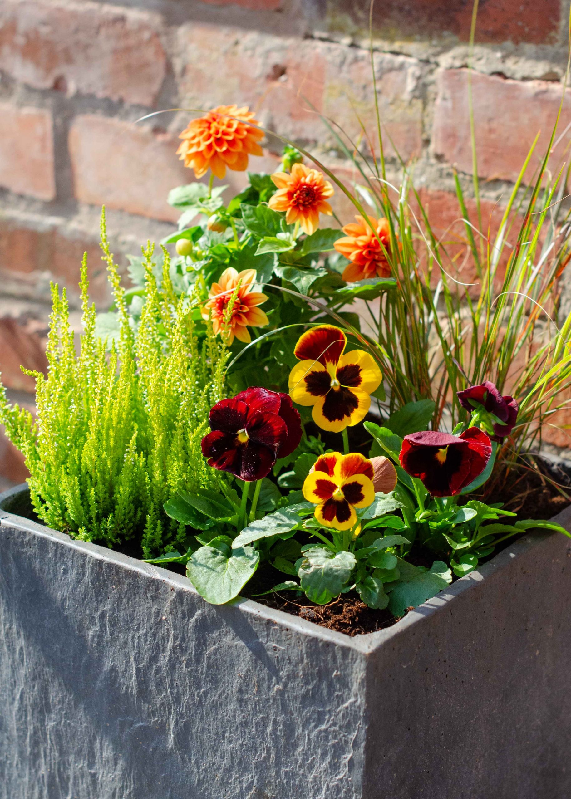 30 best fall flowers for pots and autumn hanging baskets