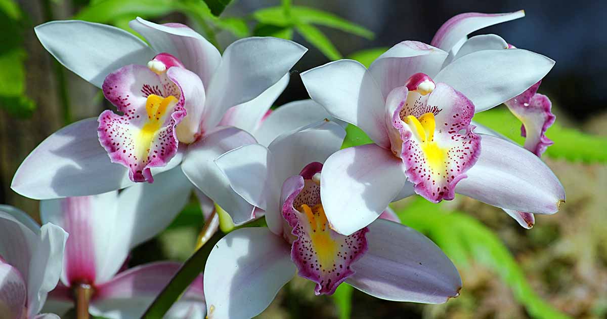 How to Identify and Control 13 Common Orchid Pests