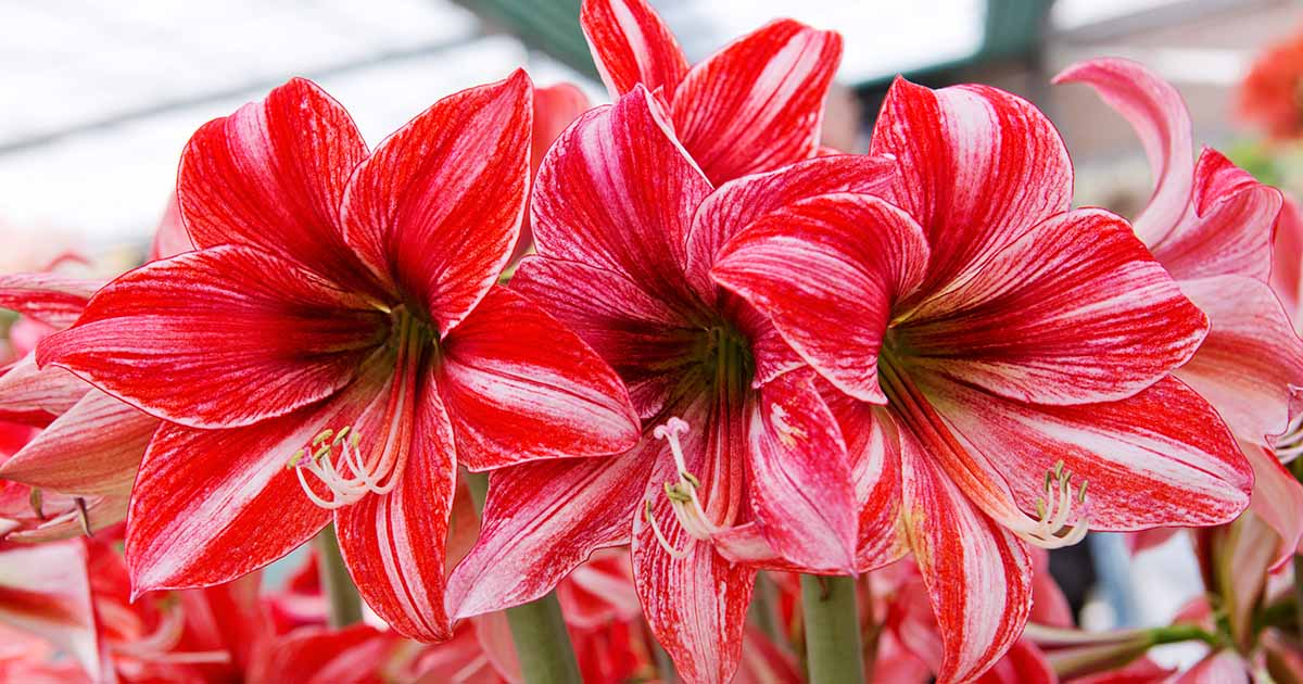 When and How to Fertilize Amaryllis