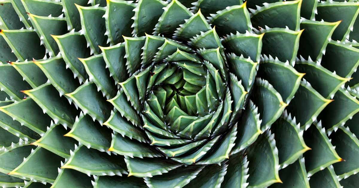 How to Grow and Care for Spiral Aloe