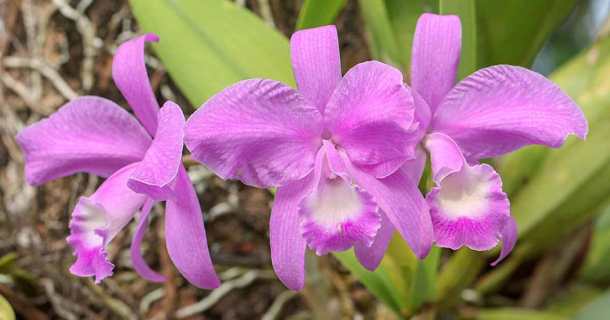 How to Propagate Orchids: Five Methods