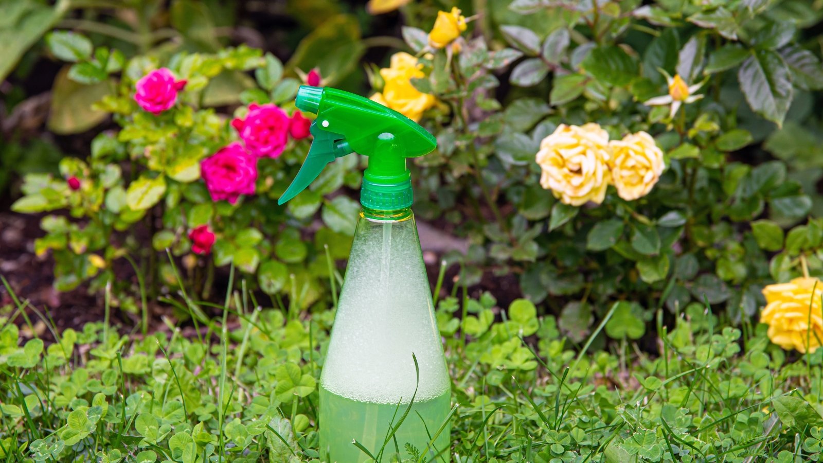 Homemade Insecticide Sprays: Do They Really Work?