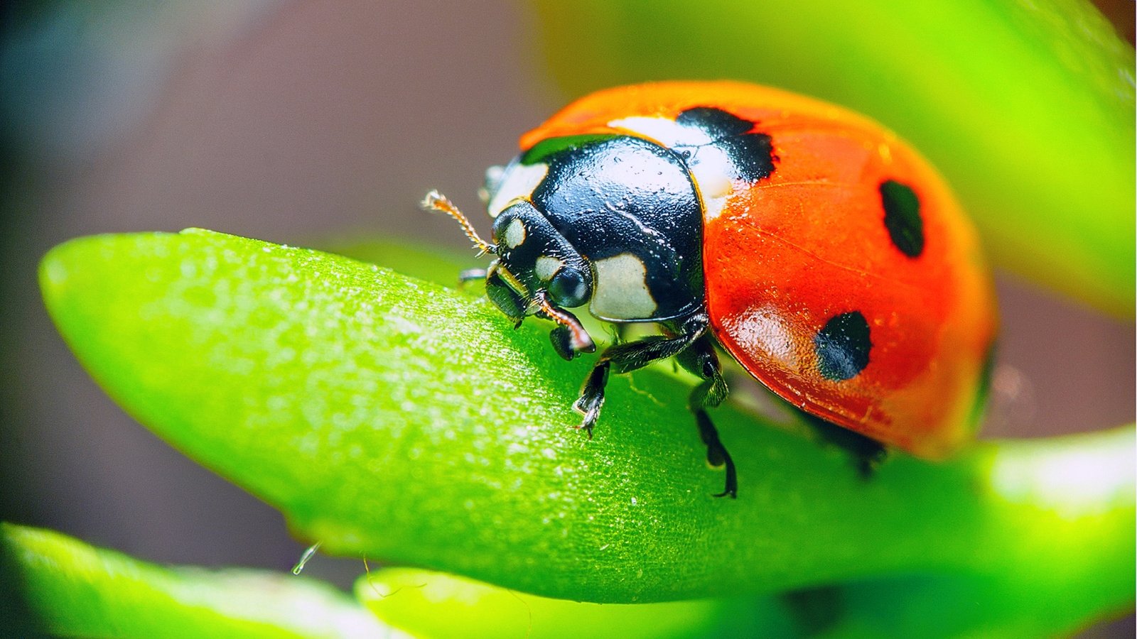 Should You Buy Ladybugs as Natural Pest Control?