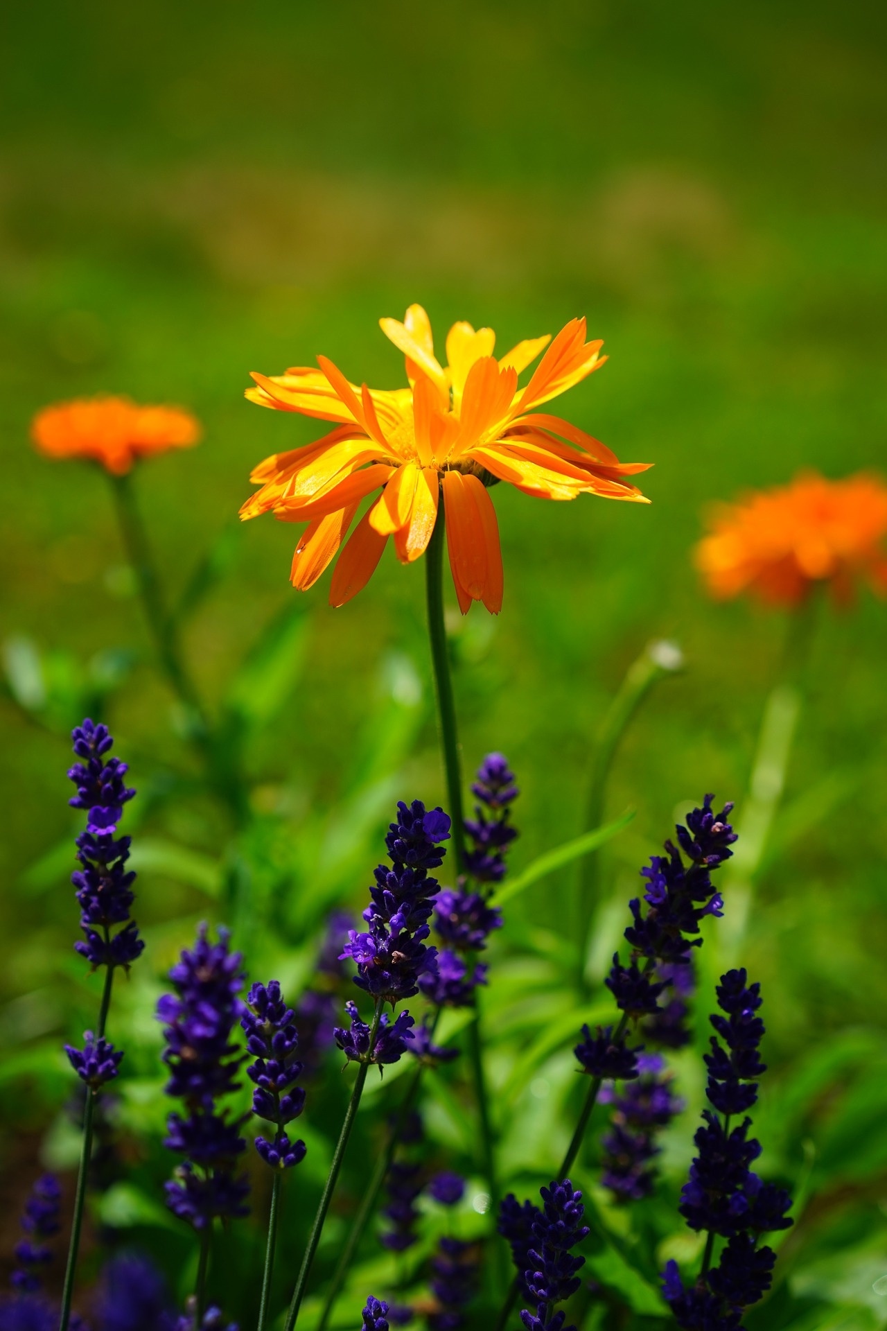 Annual vs. Perennial plants: what’s the difference?