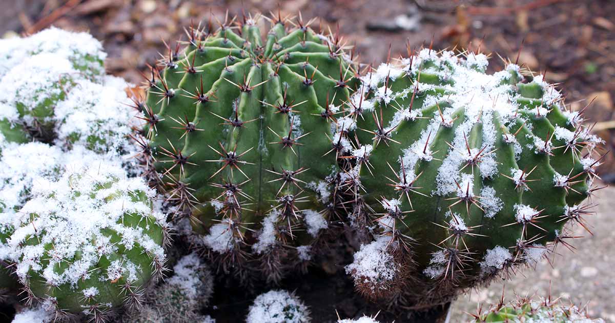 How to Treat a Frozen or Frost-Damaged Cactus