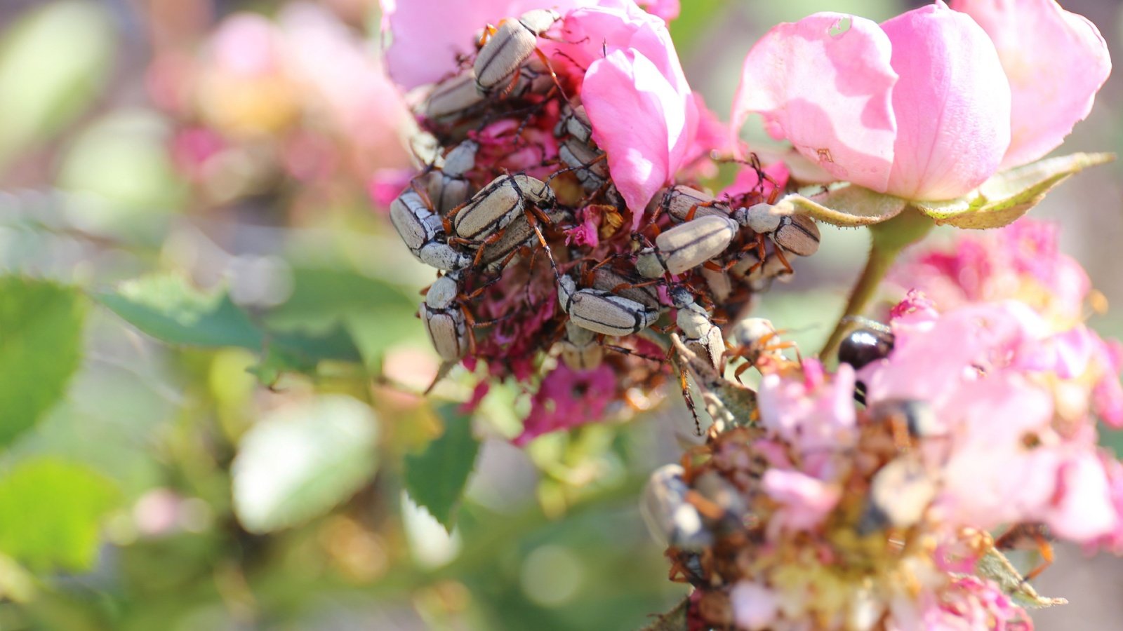 Rose Chafer Beetles: Identification and Management