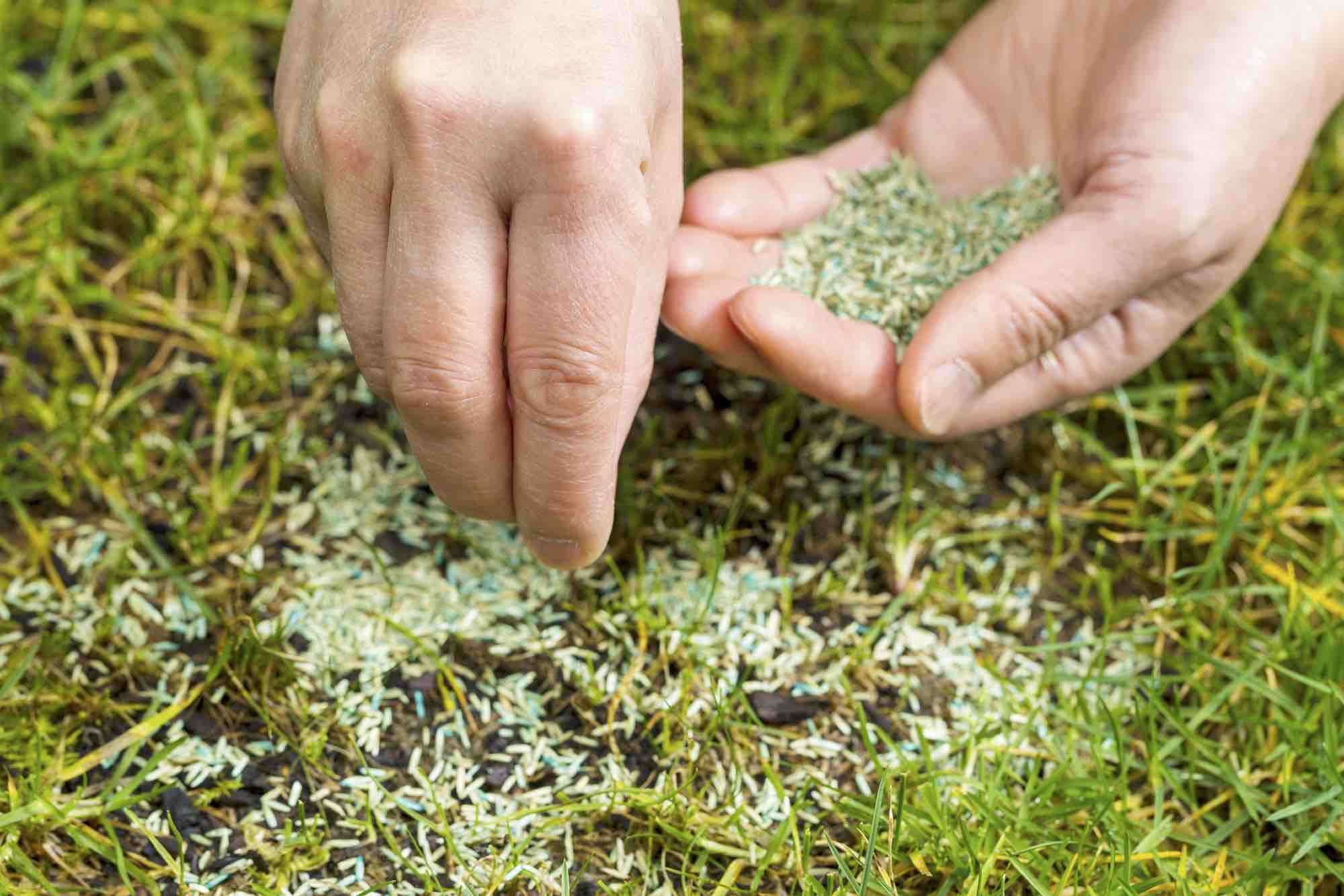 Troubleshooting lawn issues: how to achieve green success