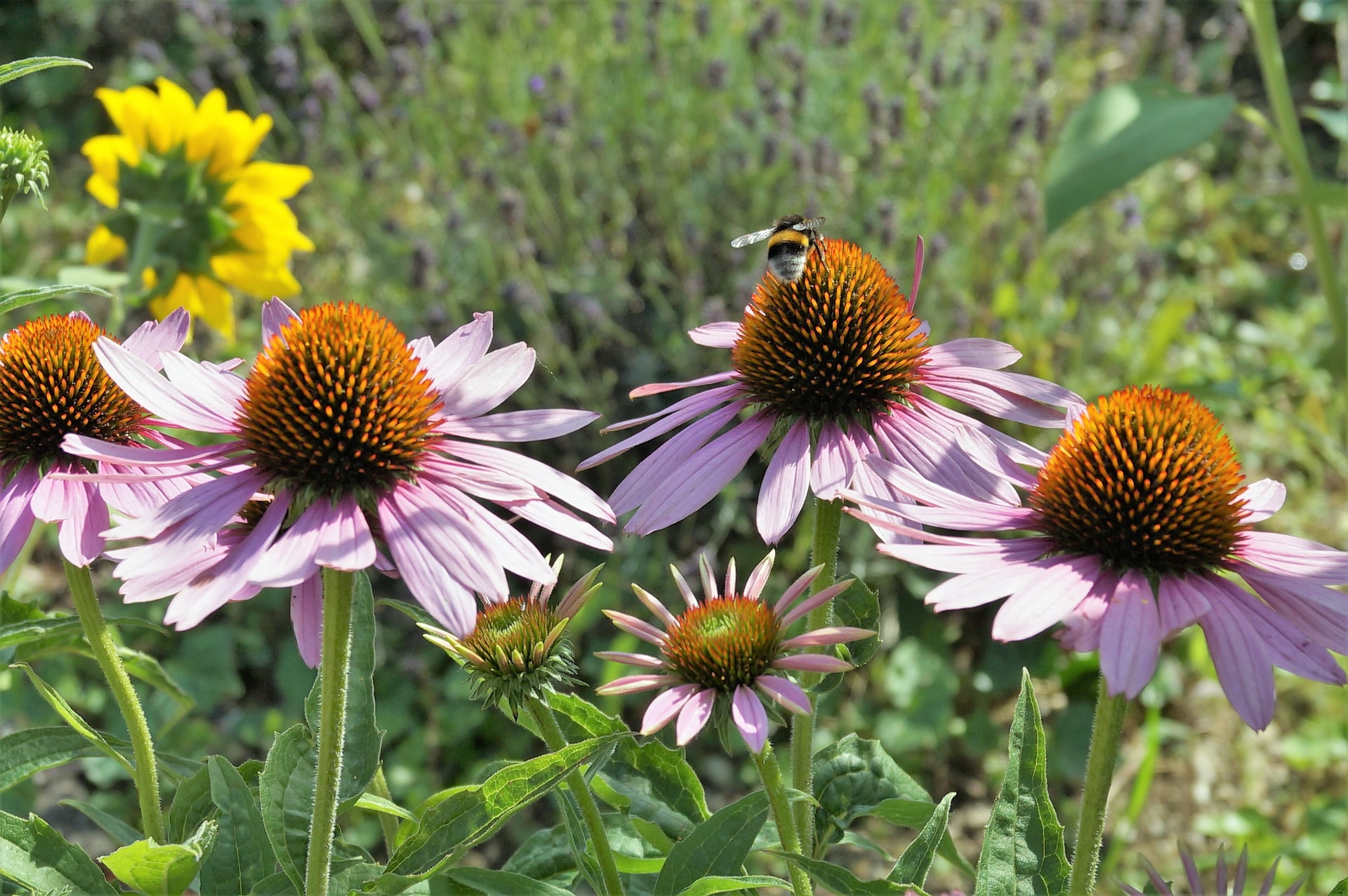 50 drought tolerant plants for hot and dry weather