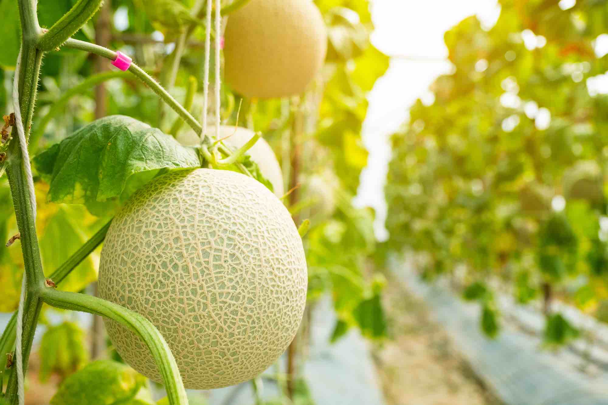 21 best companion plants for cantaloupe + 9 to avoid