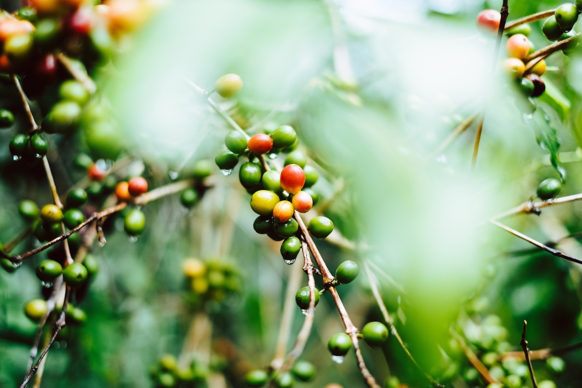 How to grow coffee plants in your garden