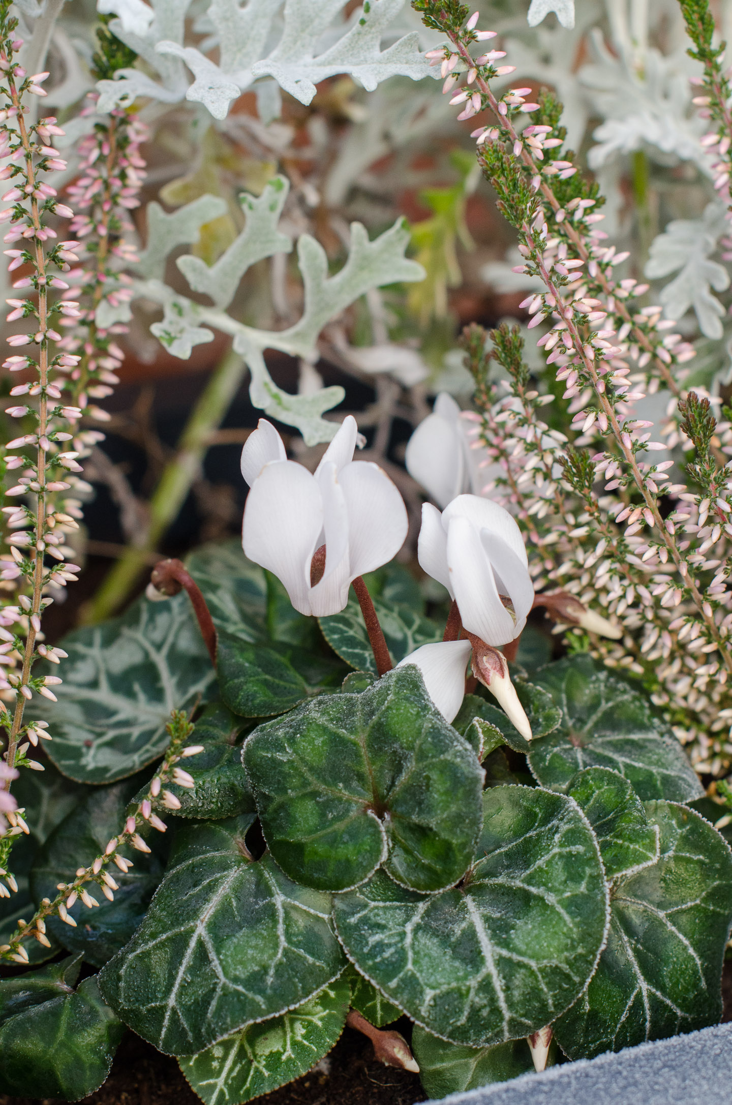 25 best winter plants for pots and container gardens