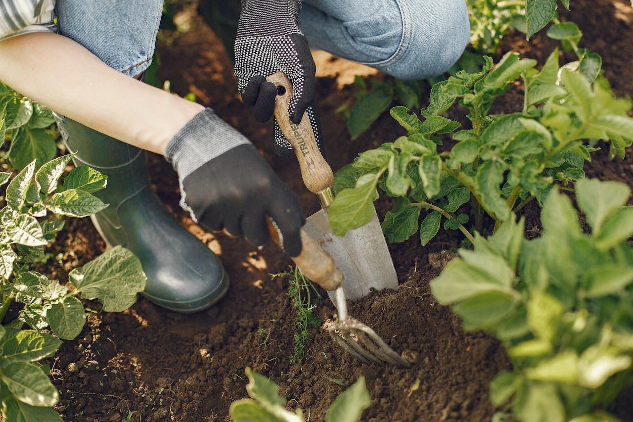 Vegetable gardening: how to cut your food budget with health benefits