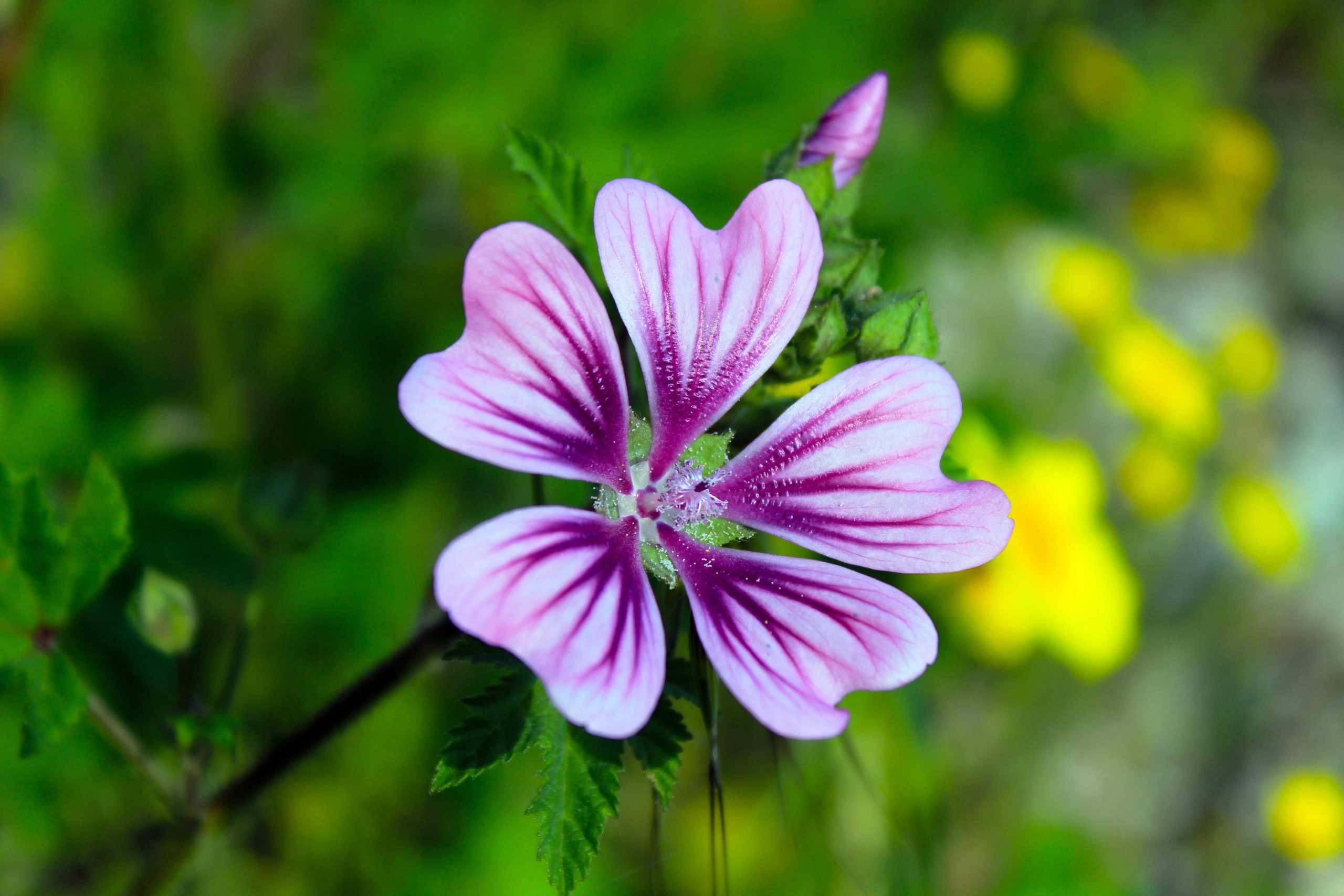 Gardening Calendar: What to Plant in February