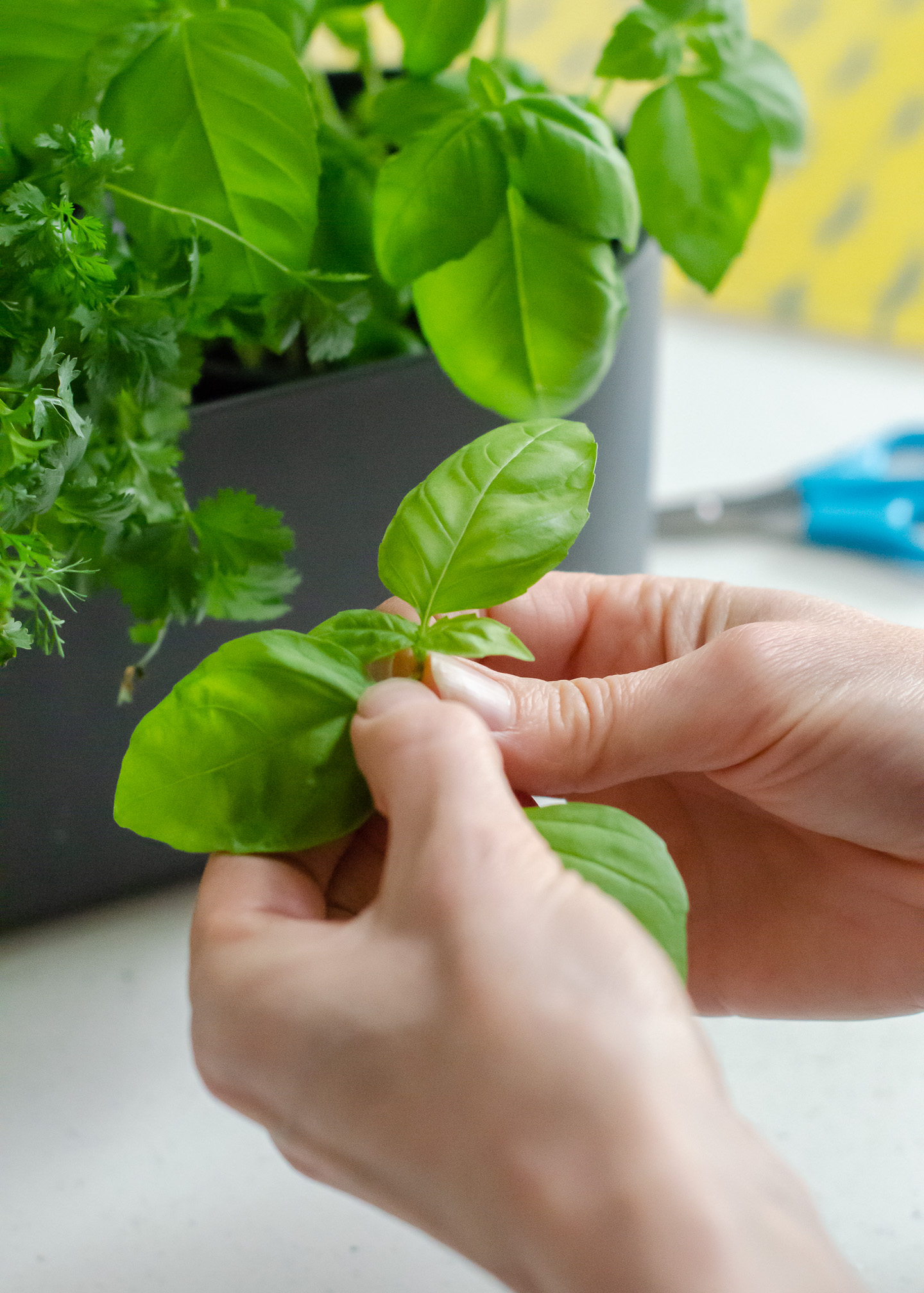 How to grow a windowsill herb garden