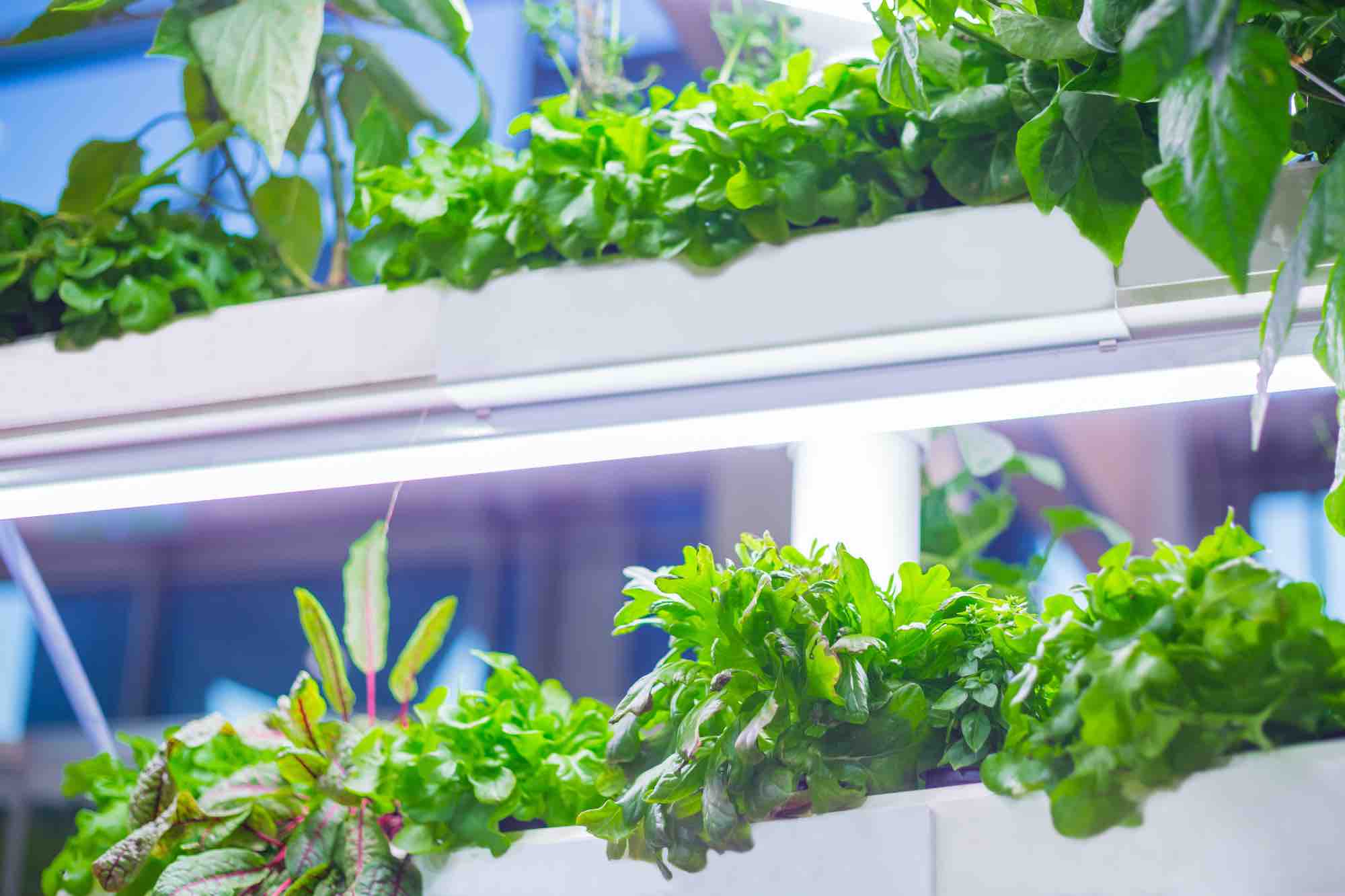 The best way to construct a rooftop hydroponic backyard