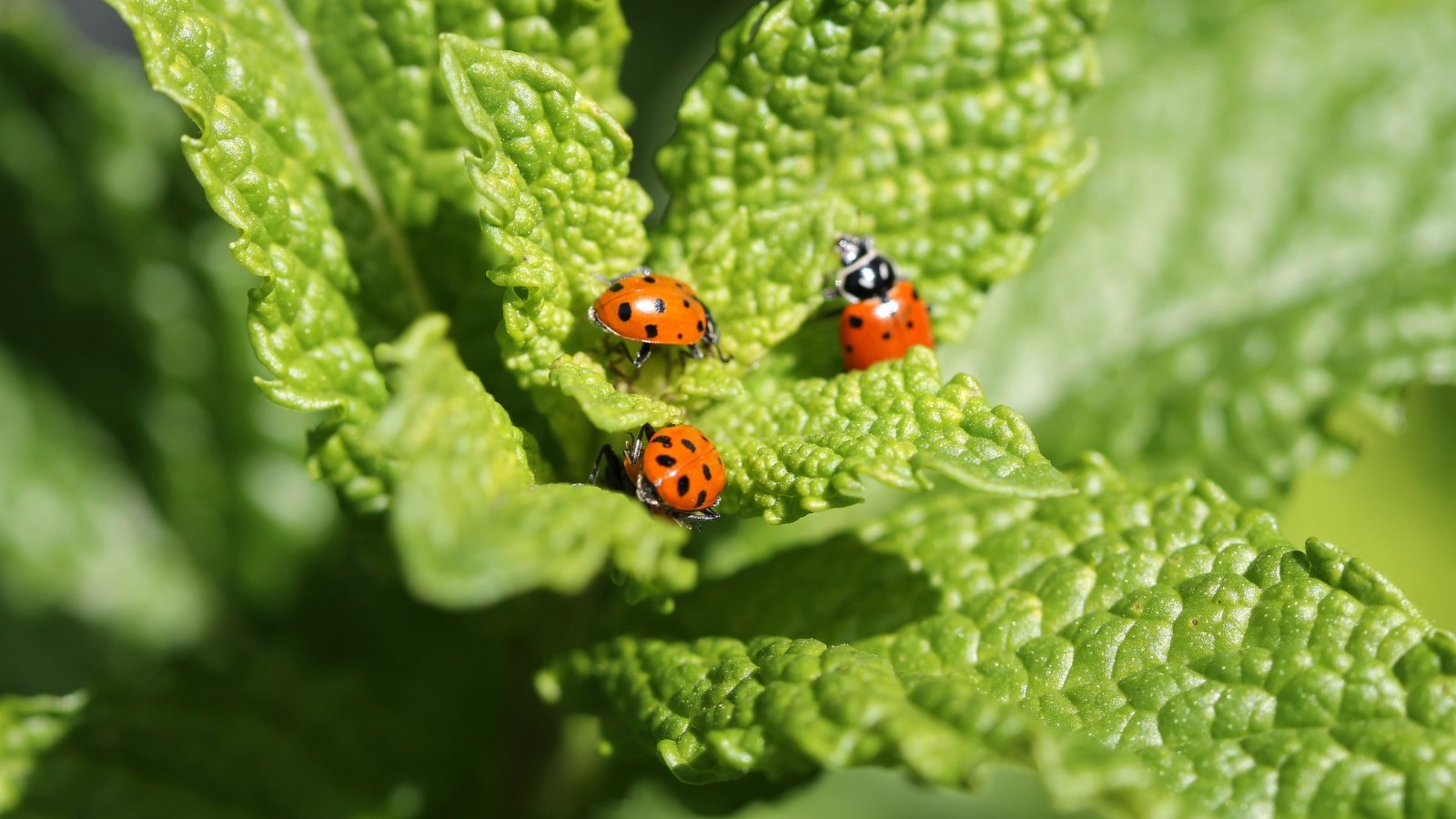 9 Pollinator-Safe Pest Control Methods for Your Garden