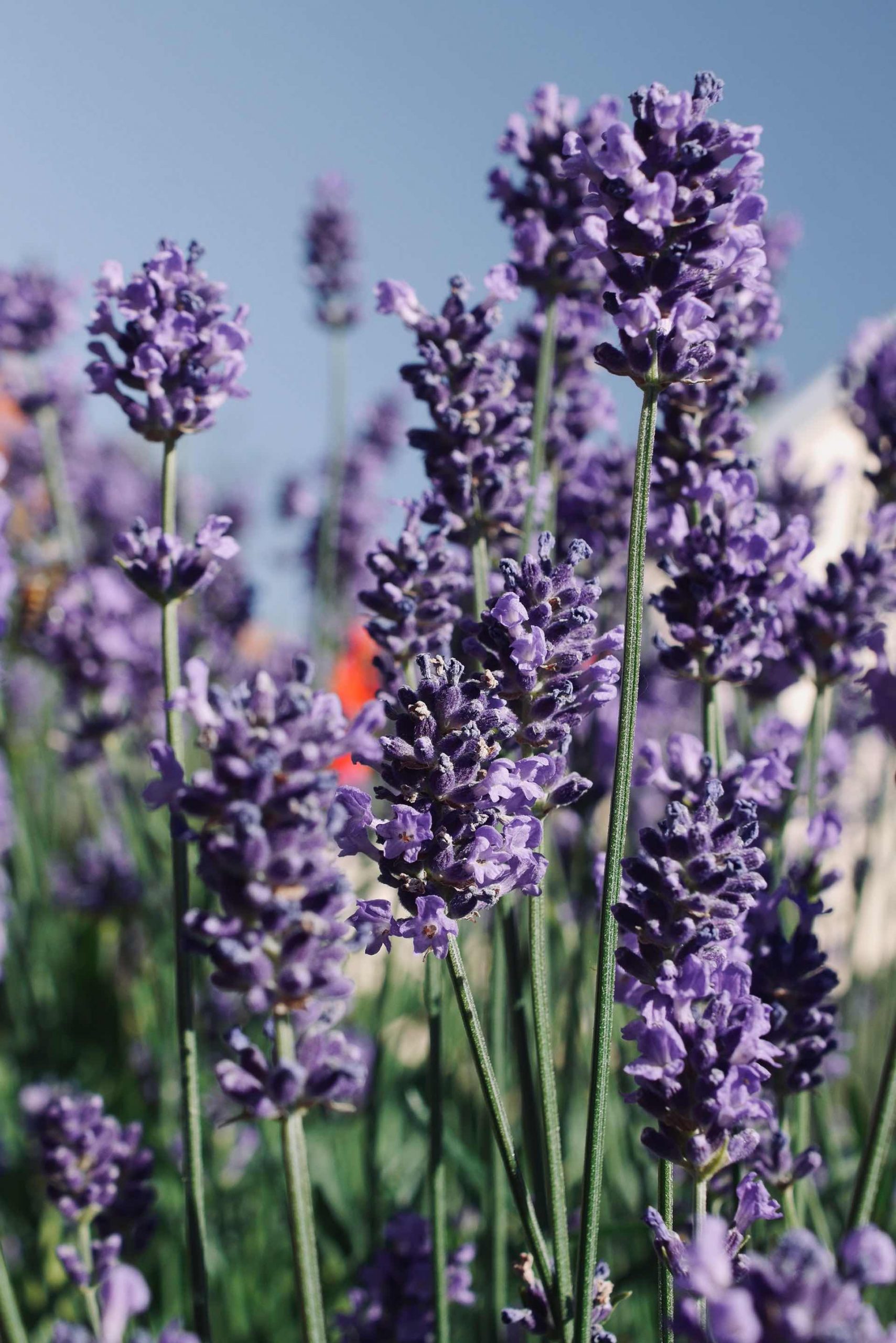 26 best companion plants for lavender in the garden