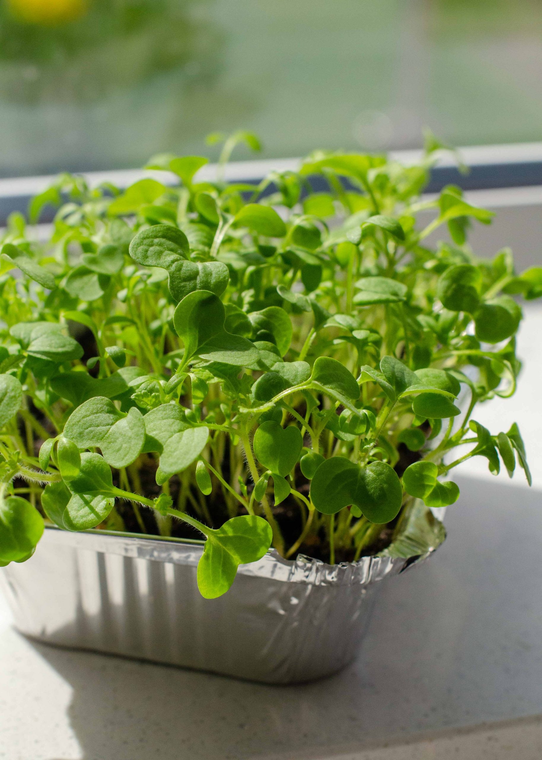 The best microgreens to grow, and how to grow microgreens at home