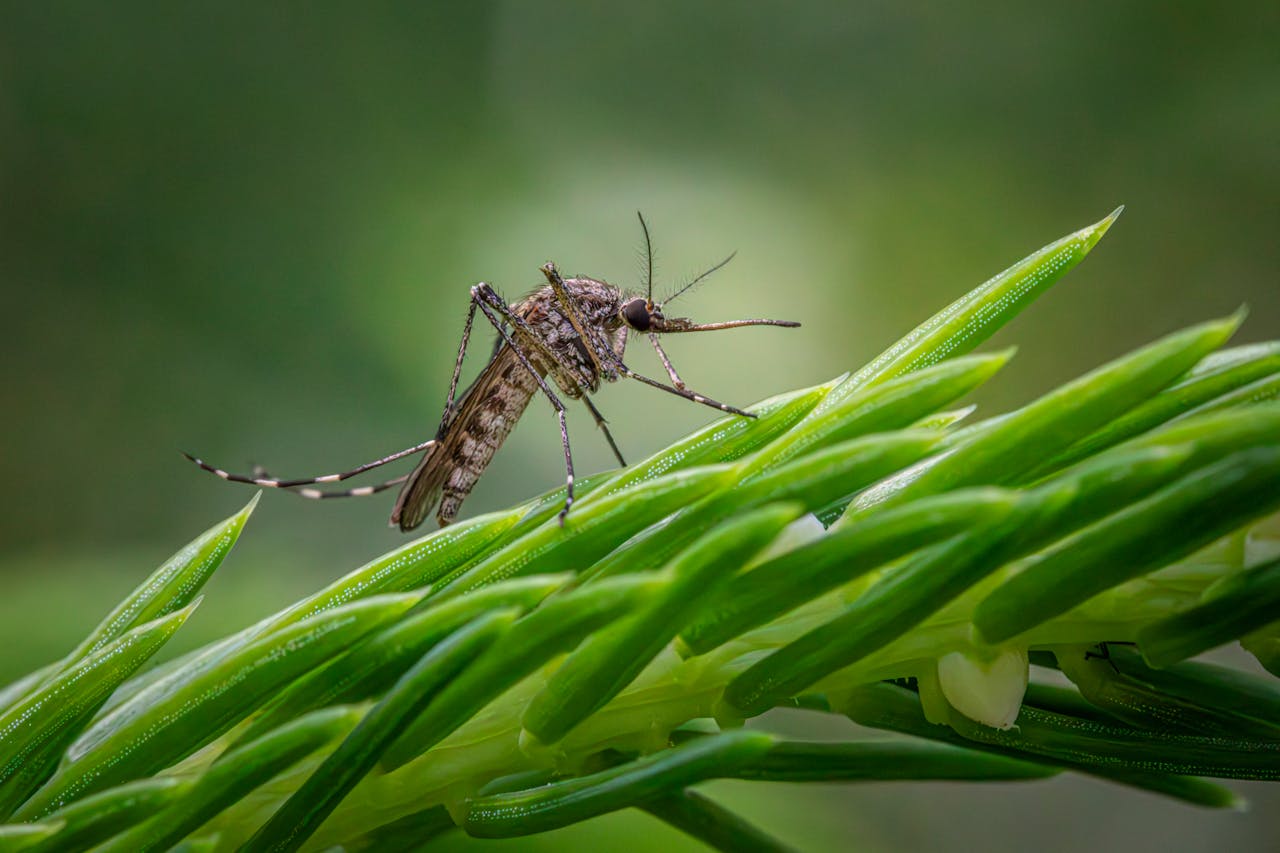 How to eliminate mosquitoes with targeted control techniques