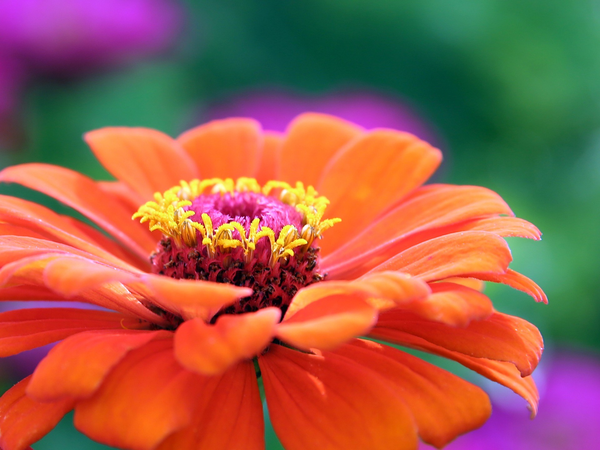 Flower gardening for beginners: 12 easy flowers to grow from seed