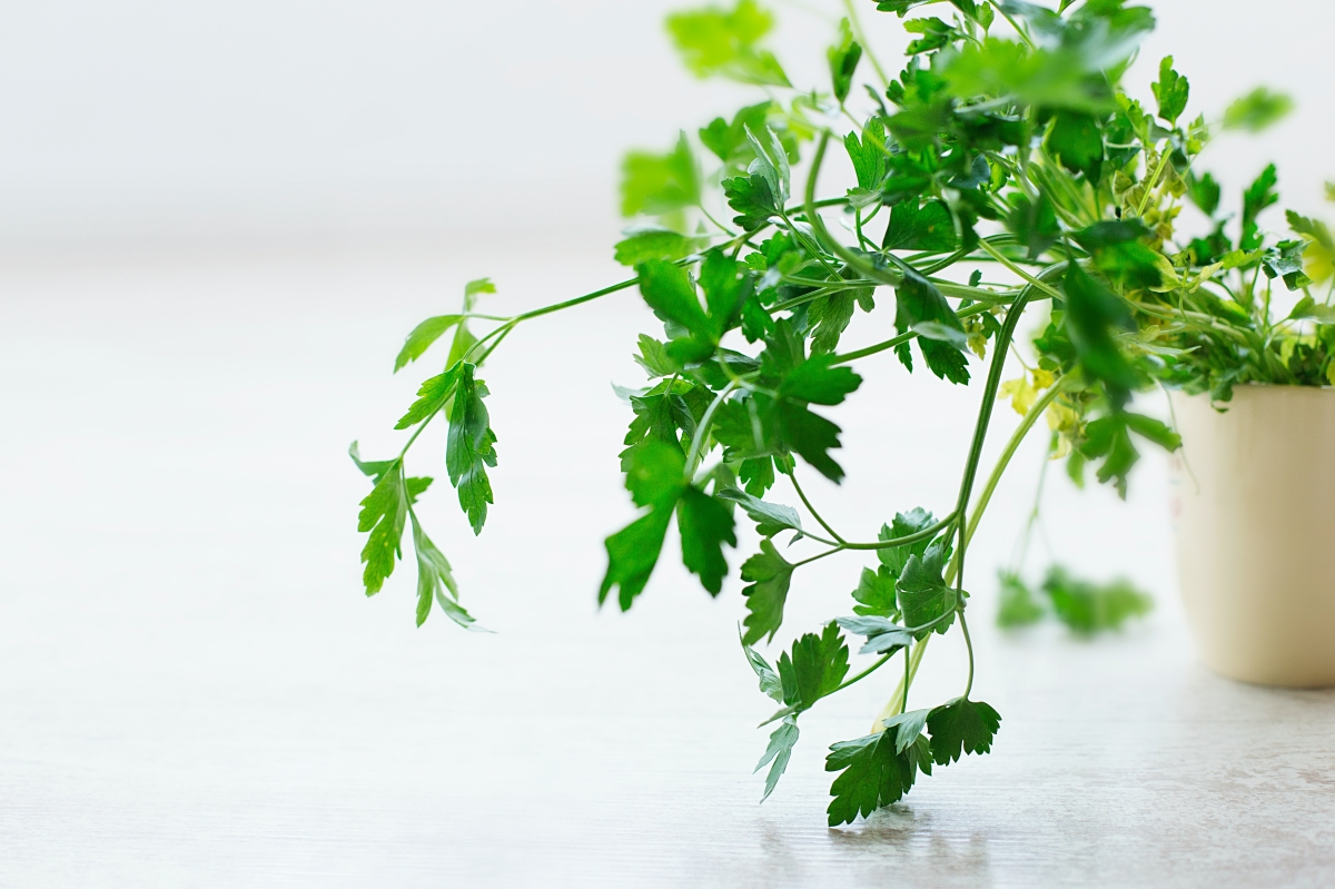 A Guide to Growing Parsley Indoors