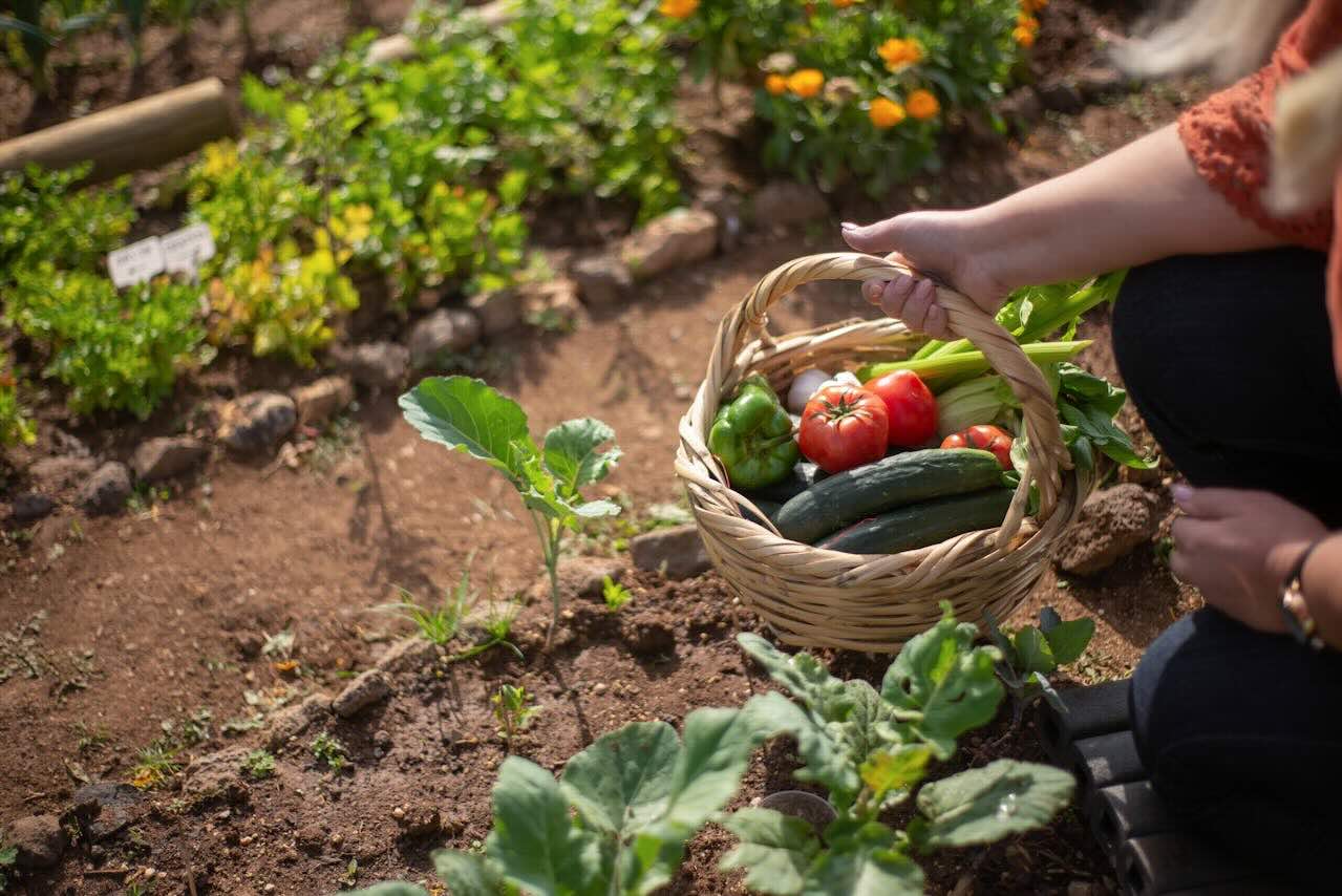 Understanding the importance of crop rotation in your vegetable garden