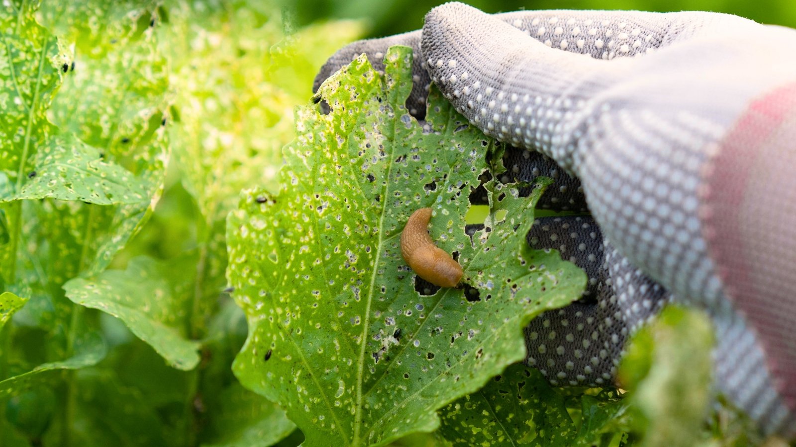 7 Mistakes to Avoid When Fighting Garden Pests