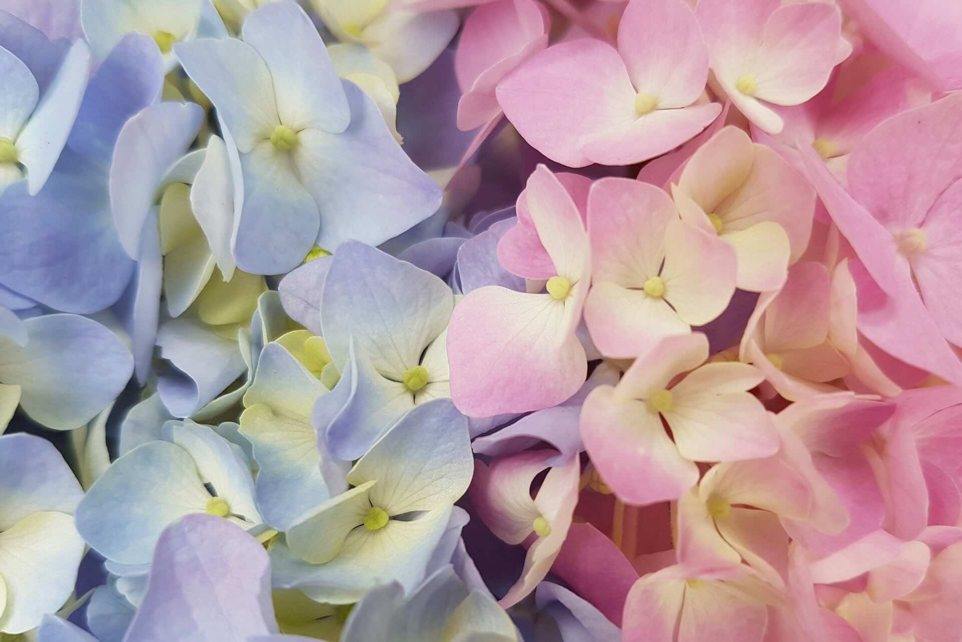 Colours of hydrangeas in different types of soil