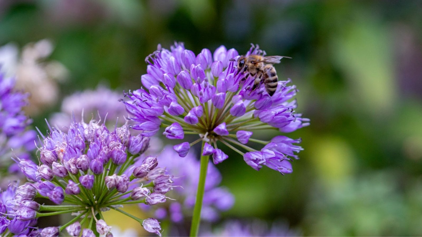 13 Patio Plants That Will Keep Away The Bees