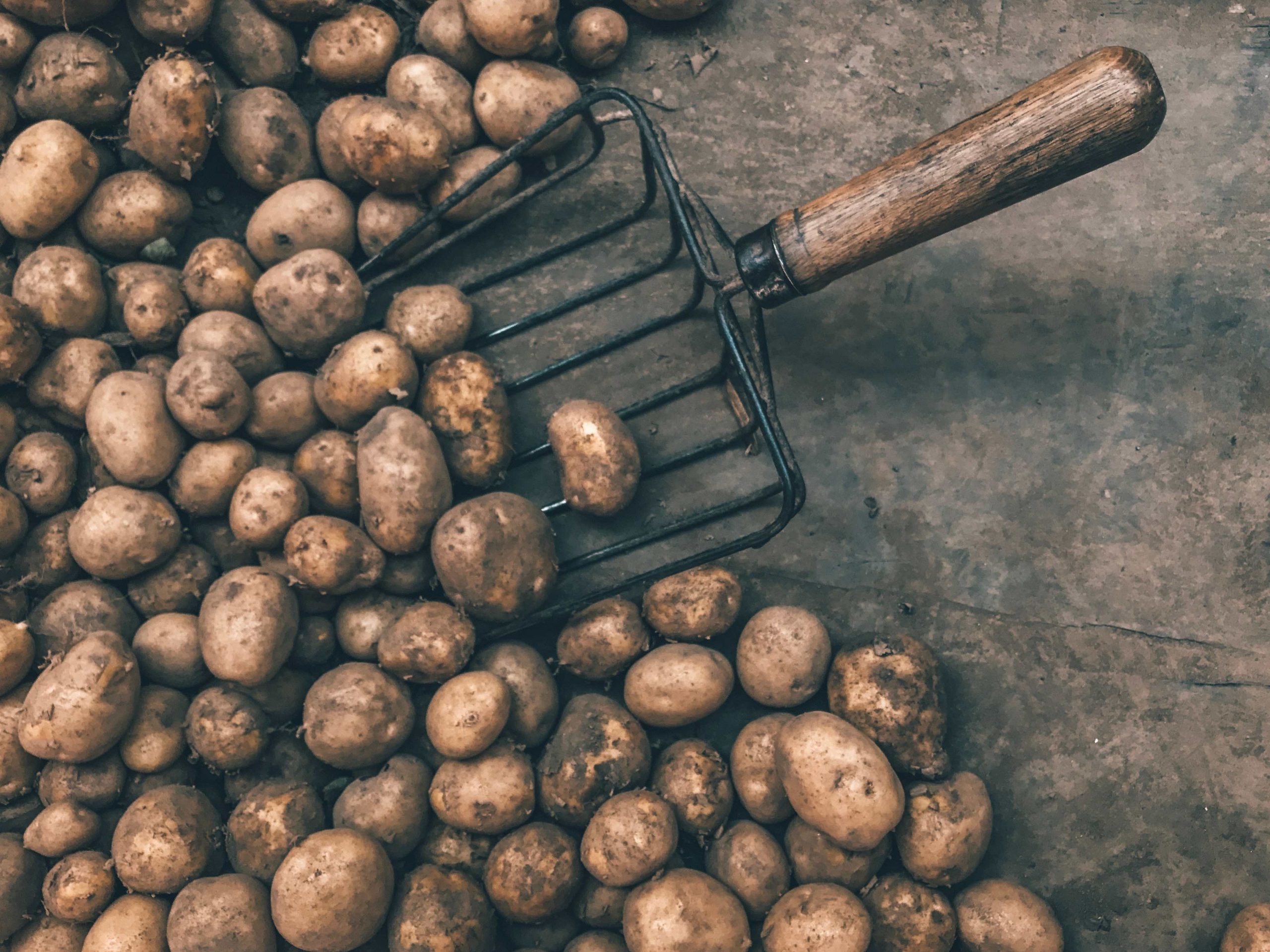 How to grow potatoes in bags and pots: step-by-step guide