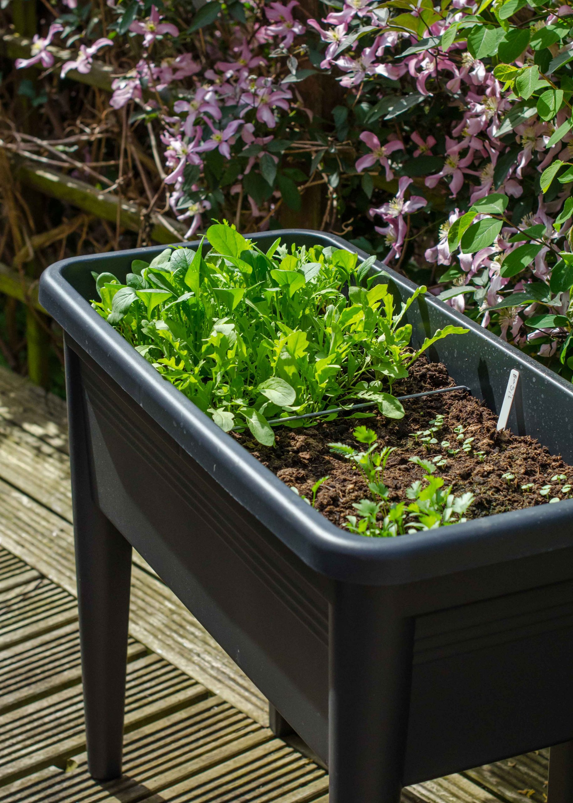 Container gardening: ten easy vegetables to grow in pots, and how to do it