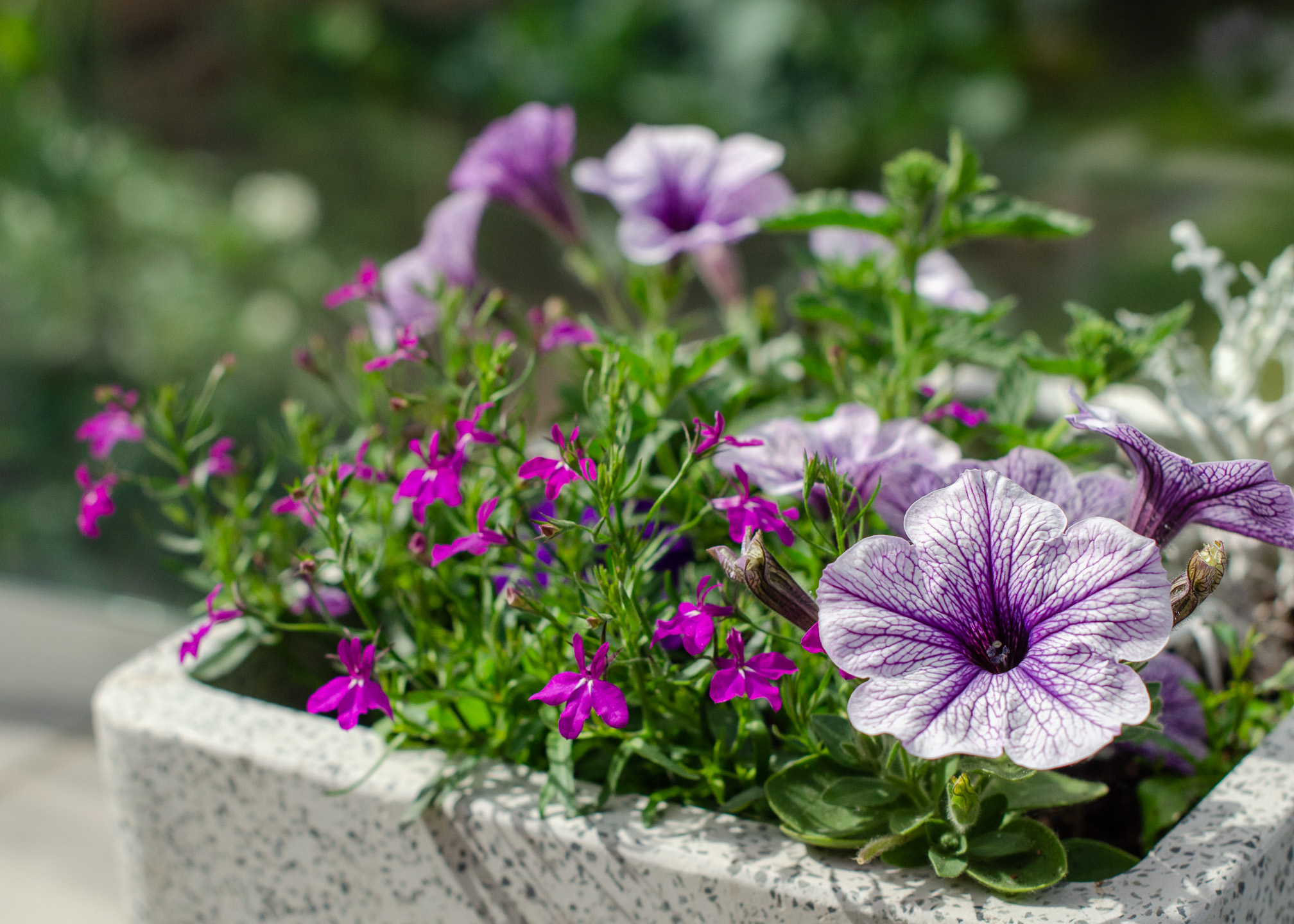 Practical tips to grow flowers in small spaces