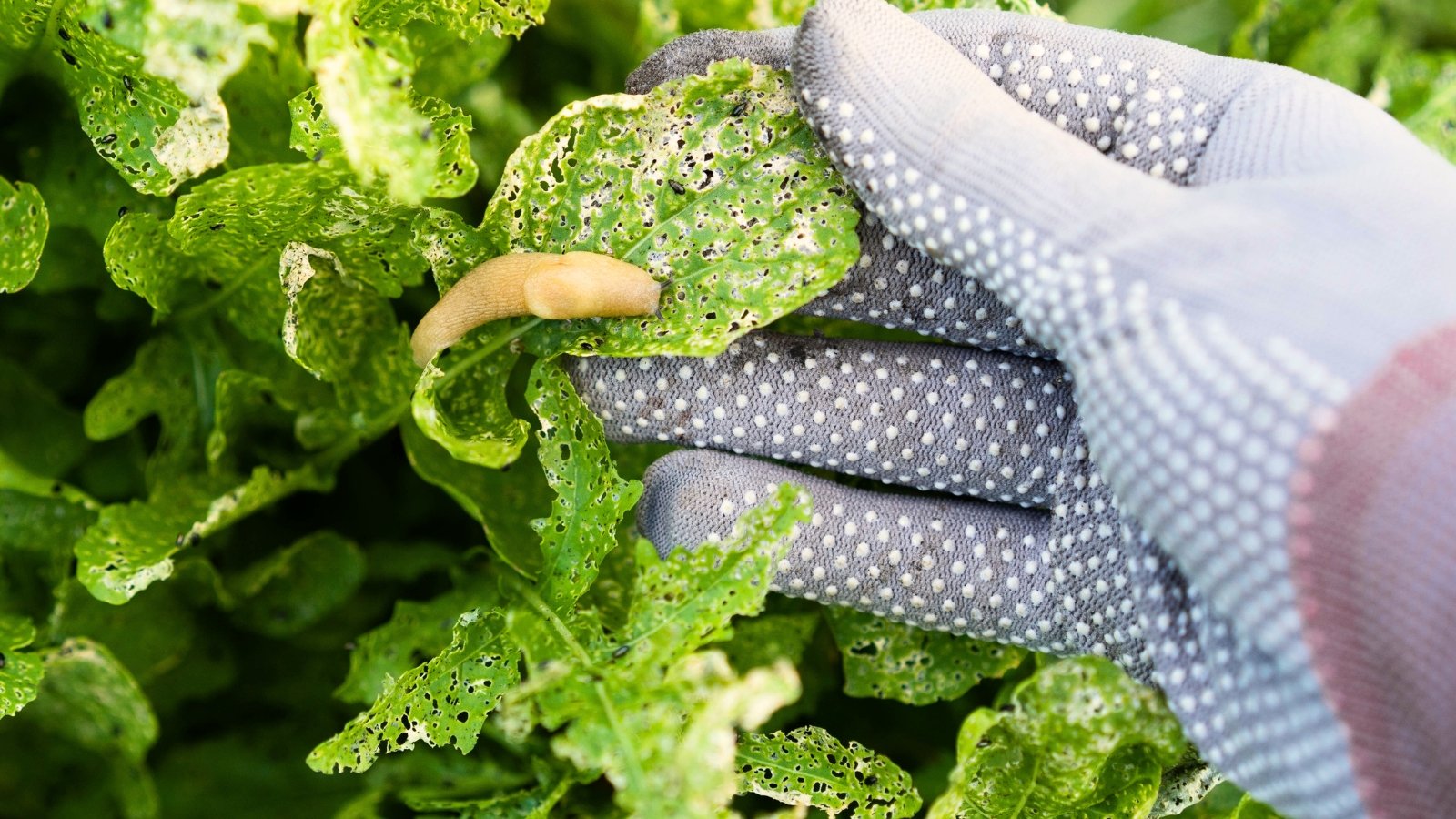 17 Pro Tips for Managing Garden Pests This Summer