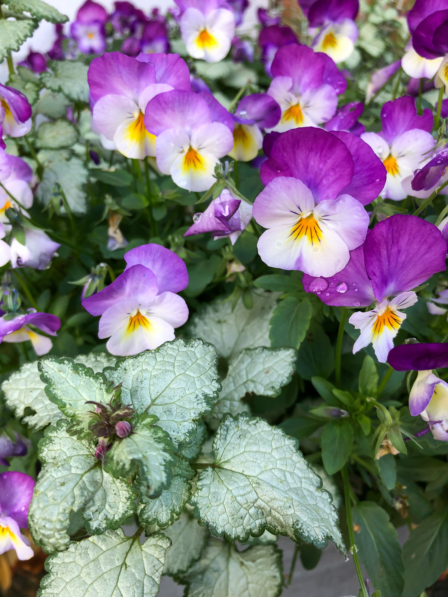 Best plants for winter hanging baskets: 25 varieties